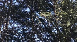 Calling a Stellar Jay