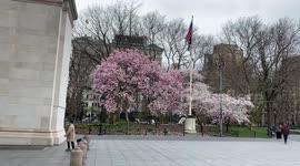 Corona Virus Abandoned Washington Square Park March 2020