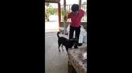 Stray dog holds bowl in its mouth to get food from restaurant