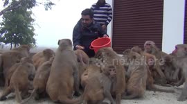monkey lover