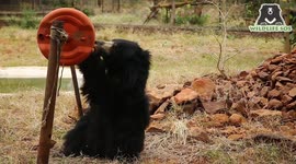 Sloth bear seized from poachers gleefully plays with barrel drum in southern India