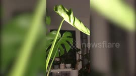 Monstera clip! Timelapse footage documents glorious growing and unfurling of houseplant's leaf over the course of nine days