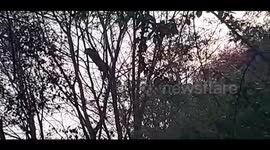 Indian officials shoot leopard in self-defence after it enters villager's home