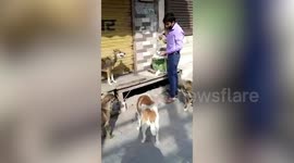 Amid nationwide lockdown to contain coronavirus pandemic, good samaritan feeds stray animals in northern India