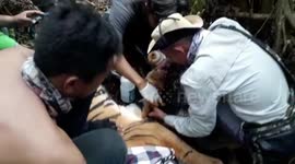 Wildlife officers treat ensnared Sumatran tiger in Indonesia