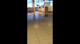 Mouse scurries across the floor at deserted Amsterdam airport