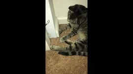 Two Cats Entertaining Each Other