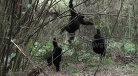 Adorable gorilla family redefine the term 'jungle gym'