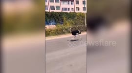 Runaway ostrich sprints five kilometres alongside vehicles on busy road in China