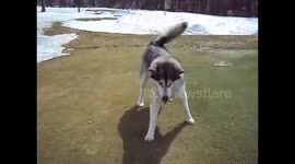 Alaskan Malamute Sojou finds COVID-19 Social Distancing Very Difficult