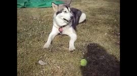 Alaskan Malamute Sojou Beaconsfield Golf Course Play Time