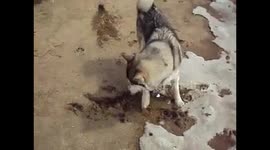 Alaskan Malamute Sojou Stir Crazy COVID-19