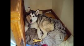 Alaskan Malamute Sojou Playing Mama