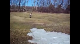 Alaskan Malamute Sojou Enjoying a Beautiful Spring Day