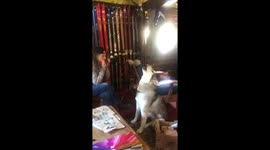 Alaskan Malamute Sojou Howling Harmonica Duet
