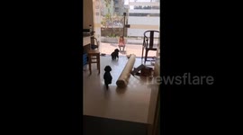 Two dogs BOTH crash head first into glass door one after another