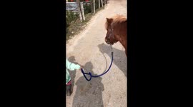 Little toddler adorably leads her small ponny