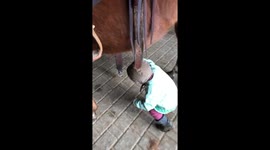 Little toddler is helping with saddeling a horse