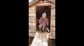 Little toddler keeps chasing her goat friends and playing with them.