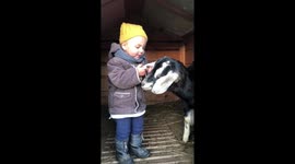 Adorable toddler kiss and plays with goats ear.