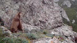 Two adorable marmots spotted fighting at Chinese national park