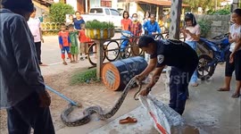 Thai pensioner catches huge python strangling his pet cat
