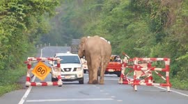 Wild elephant stops pickup truck to steal food from the back in Thailand