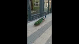 Peacocks have reclaimed the streets of Wales during coronavirus lockdown