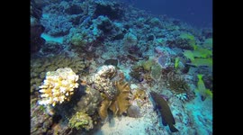 Scuba divers in Indonesia come face-to-face with octopus as it changes colour several times