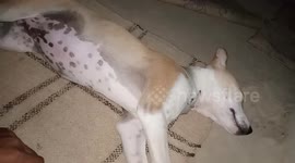Napping dog just does not want to get up