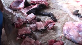 Butchered dwarf crocodile and freshwater soft-shell turtle on bushmeat stall in wet market, Ouesso, Congo - opportunity for viruses to jump species.