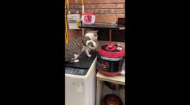 My cat is not satisfied with the pressure cooker !!