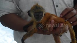 Indonesian conservation centre rescues several baby monkeys from illegal trafficking