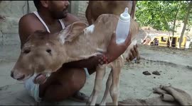 Watch - longer version -A calf with two mouths ,three eyes is a talking point in Chapra village