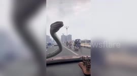 Chinese motorist spots snake on windscreen when driving along road