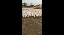 Thousands of ducks waddle in unison towards their new farm
