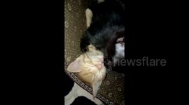 Apparently this black kitten is a good kisser