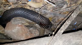 Stomach-churning moment viper is rescued after being swallowed and spat out by cobra in India