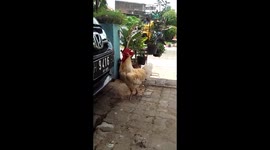 Roosters are Horny