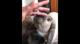 Quarantine with the bunnies