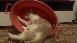 Pet cat thinks he is a hamster