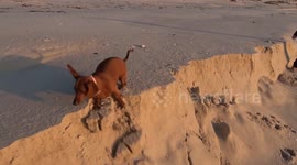 Our dachshund (Jessica) came too close to the edge and had to quickly retreat before the sand fell away.