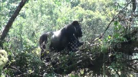 Gorillas in the canopy enjoy meal with spectacular view over Kahuzi-Biega National Park, Democratic Republic of Congo.