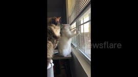 I want to be free! Kansas cat bangs its paws against the window amid quarantine