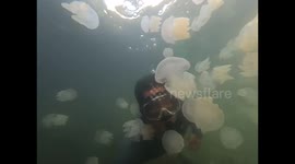 Thai man snorkels through hundreds of jellyfish bloom