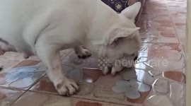 Cute moment mother dog picks up her puppy in mouth to put him to bed