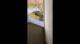 Cat endeared into home as owner practices social distancing