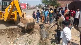Half-buried buffalo rescued with crane in northern India