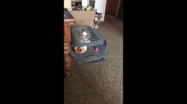 Playful Chonk