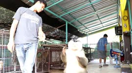 Captive monkeys face uncertain future as COVID-19 decimates tourism in Thailand